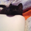 nocturnalmunchkincat-blog