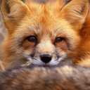 pagan-fox-witch avatar