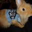 bunnypunker