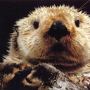 dailyotter: Sea Otters’ Snow Day at Shedd