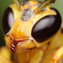fuckyeahinsectsandspiders-blog avatar
