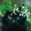 meowwwrrrr