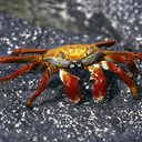 bocrabs92 avatar