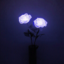pressedflowers