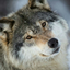 severelybluegalaxy-blog