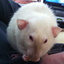 thelaughingrat