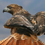 rxdwings-blog