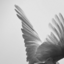 the-brokenwings