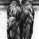 desert-buzzard avatar