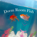 dormroomfish avatar