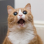 kittynsanity