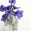 corporalviolet