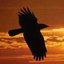 onhawkwings