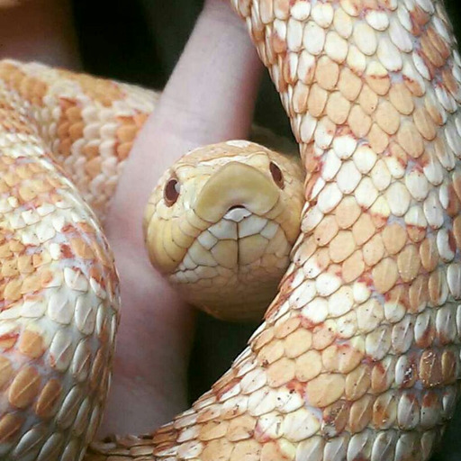 glitter-rebellion:  cup-noodle:  So many smells outside!   Sweet baby