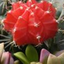 queenofcacti