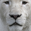 awelldressedlion
