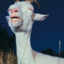 psychicalpacaalpaca