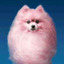 smalljellyfish-blog1