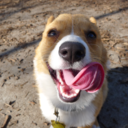 Chubby the Corgi: A Dog Blog