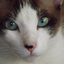 gatoderua