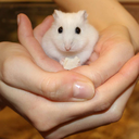 10 Steps To Care For Your Hamster (long post!)