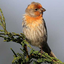 oregonbackyardbirdwatcher-blog