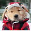 dogbloge