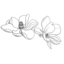 mellowrose