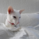 orientalshorthaircat avatar