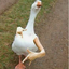 chippergoose