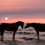 shaima09-blog