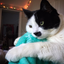 kittensandlove