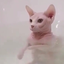 urlocalrosegoblin
