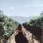 beerandsunflowers-blog