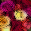 roseghuleh