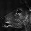the-broken-stag