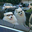 dogedogedogedogedoge456-blog