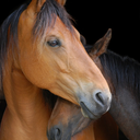 equus-horses-chevaux avatar