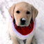 weadorepups-blog