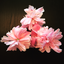 peonyreblog