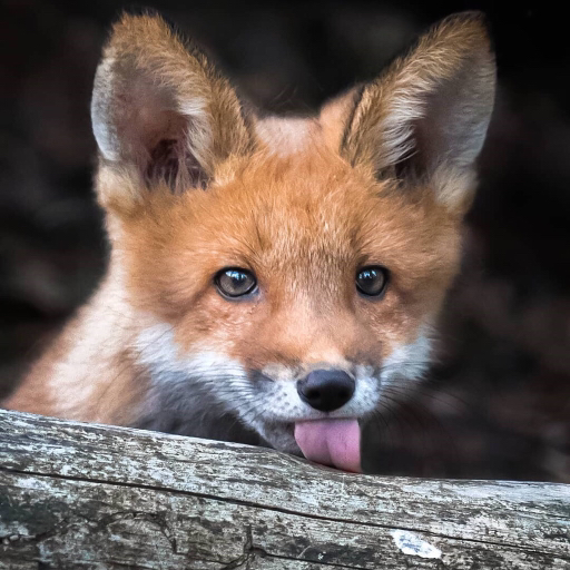 ourspecial:foxpost-generator:  everythingfoxes:    it fucken WIMDY   ever since i first saw this post, “it fucken WIMDY” is easily one of the top ten most commonly used phrases in my household. 