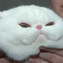 squishfacekitties:  Have you guys ever looked