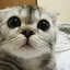 severalsmallcats