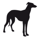fiftyshadesofgreyhounds: FIFTY SHADES OF GREYHOUND 