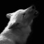 awolfscall:   