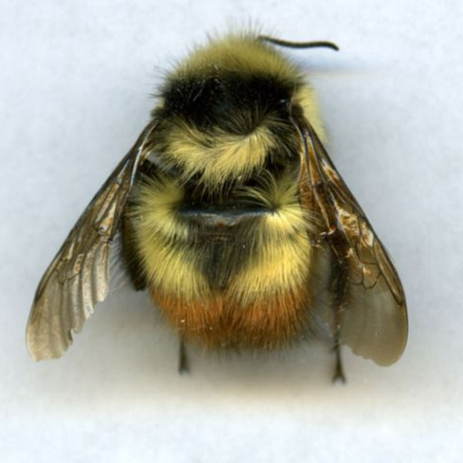 theusedtobee: