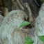 pookapea-blog