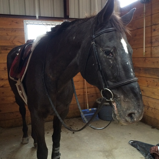 oceanic-veins:  Learn to wrap horses’ legs from Dressage riders to do your hair in your helmet from Hunters to make quick decisions from Jumpers to multi-task from the Equitation riders to care for expensive tack from western pleasure riders to have