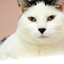 pimpmypaws