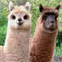 alpacaroyalty avatar